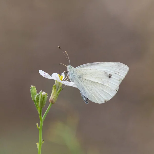 花の上の小さな蝶 野生の概念 — ストック写真