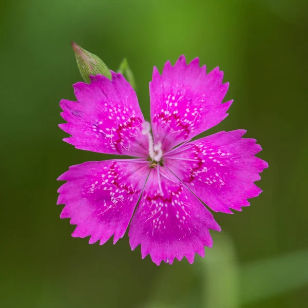 Primer Plano Una Flor Cigüeña Fondo Borroso — Foto de Stock