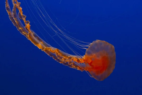 Medusas Fauna Marina Submarina — Foto de Stock