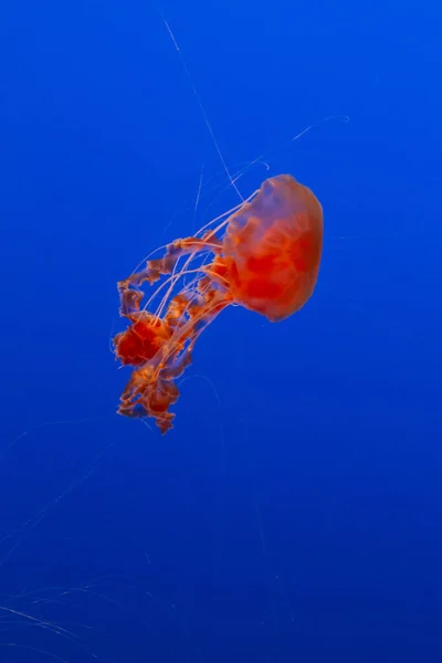 Medusas Fauna Marina Submarina — Foto de Stock