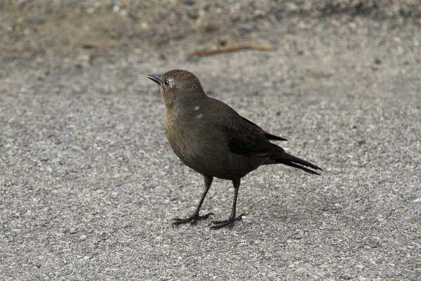 Blackbird Songbird Ornithology Fauna — Stock Photo, Image