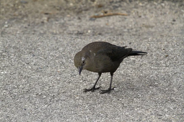 Blackbird Ötücü Kuşu Kuş Bilimi Hayvan Bilimi — Stok fotoğraf