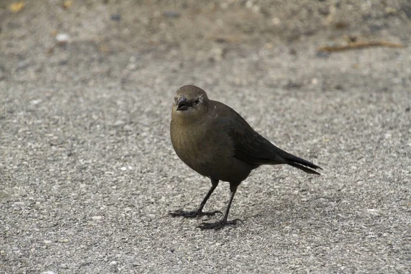 Blackbird Ötücü Kuşu Kuş Bilimi Hayvan Bilimi — Stok fotoğraf