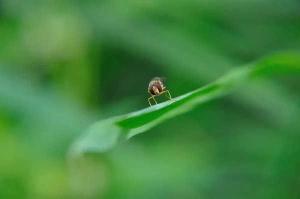 Insect Green Grass — Stock Photo, Image