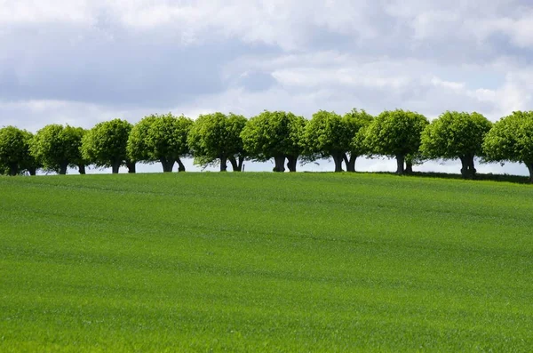 Зелене Поле Деревами Блакитне Небо — стокове фото