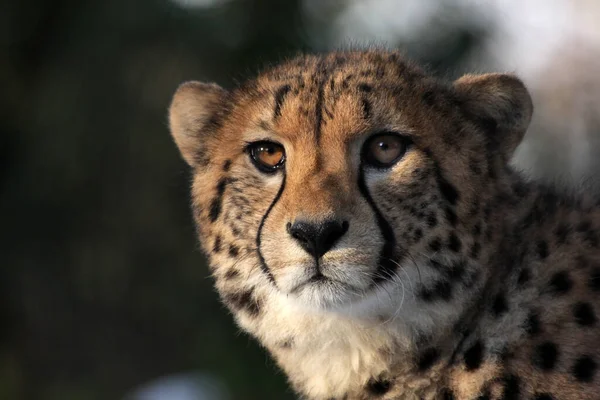 Όμορφη Μεγάλη Γάτα Τσιτάχ Savannah Άγριο Ζώο — Φωτογραφία Αρχείου