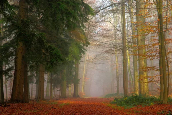 背景に美しい森の風景 — ストック写真