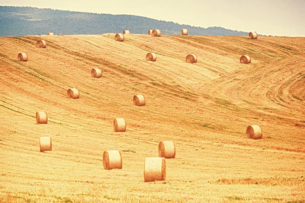 Mezőgazdasági Terület Szalmabálákkal — Stock Fotó