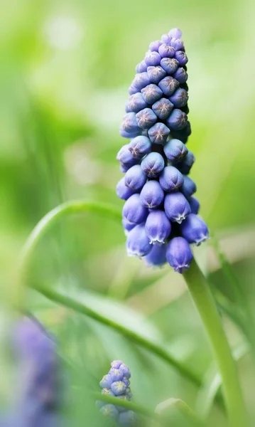 Uva Arménia Hyacinth Muscari Armeniacum — Fotografia de Stock