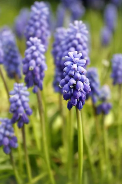 Armeniska Vindruvan Hyacint Muscari Armeniacum — Stockfoto