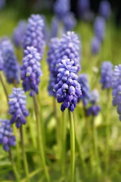 Armeniska Vindruvan Hyacint Muscari Armeniacum — Stockfoto