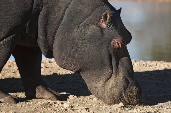 Ippopotamo Animale Ippopotamo Fauna Naturale — Foto Stock