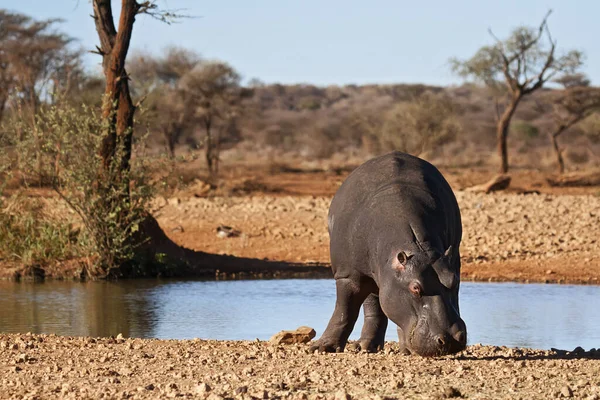 Ippopotamo Animale Ippopotamo Fauna Naturale — Foto Stock