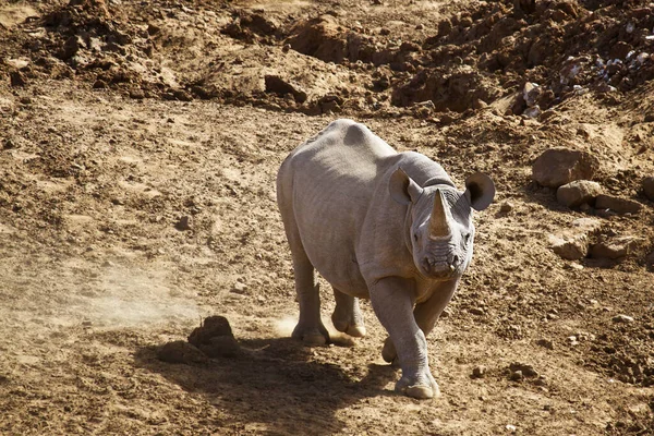 Afrika Boynuzlu Gergedan Hayvanı Bitki Hayvan Afrika Boynuzlu — Stok fotoğraf