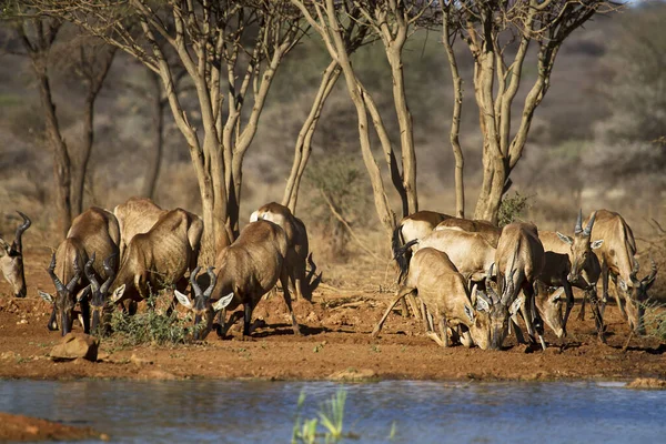 Grupo Animais Parque Nacional — Fotografia de Stock