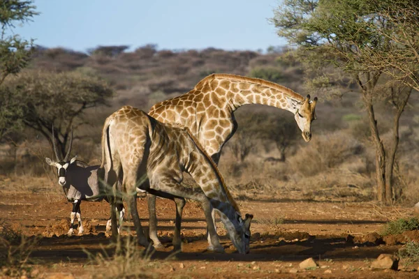 Žirafa Volně Žijící Zvířata Příroda Fauny — Stock fotografie