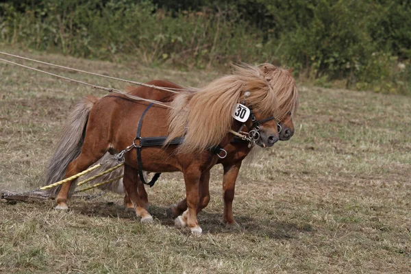 Minishettys Como Cavalos Tracção — Fotografia de Stock