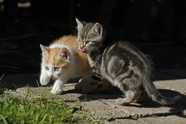 Dos Gatos Jugando Juntos — Foto de Stock