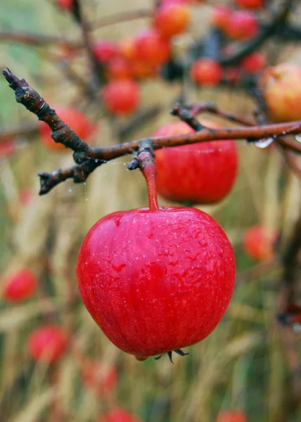 树上的红苹果 — 图库照片