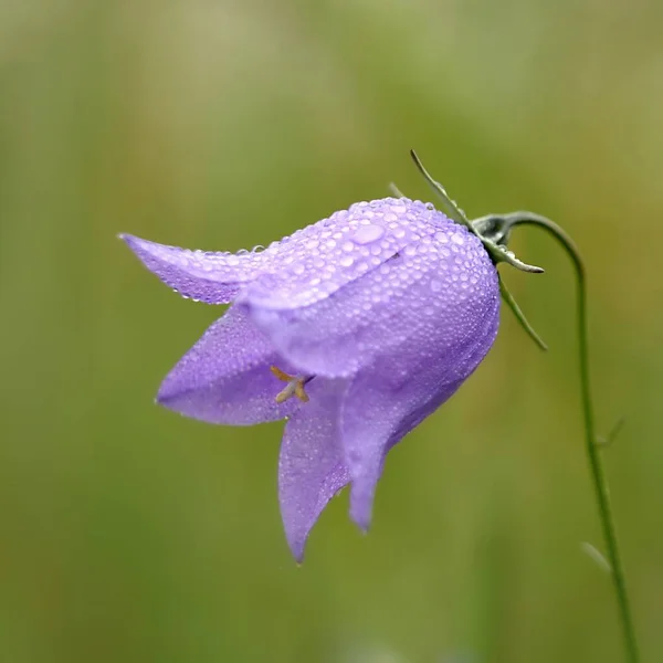 美しい自然の鐘の花の景色 — ストック写真