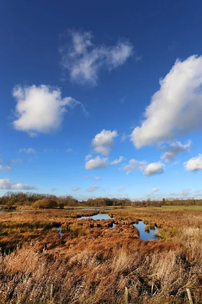 Swamp Area Lippe Hamm — Stock Photo, Image