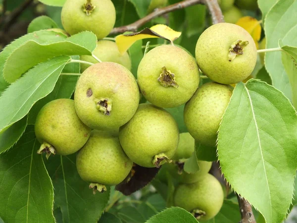 Καρπούς Δέντρων Γλυκά Νόστιμα Μήλα — Φωτογραφία Αρχείου