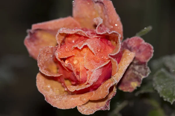 Róża Nocnym Mrozem — Zdjęcie stockowe