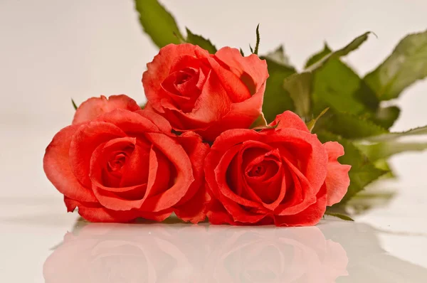 Różowe Róże Białym Tle — Zdjęcie stockowe