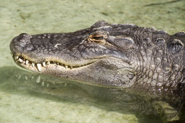 Krokodil Dierentuin — Stockfoto