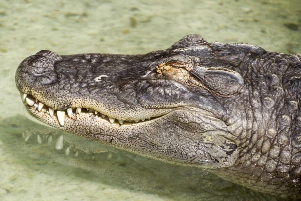 Krokodil Dierentuin — Stockfoto