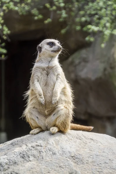 Meerkat Animal Suricado Pequeno Mongoose — Fotografia de Stock