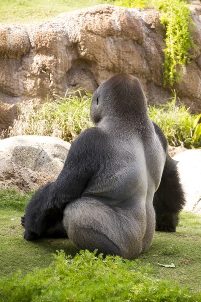 Een Gorilla Dierentuin — Stockfoto