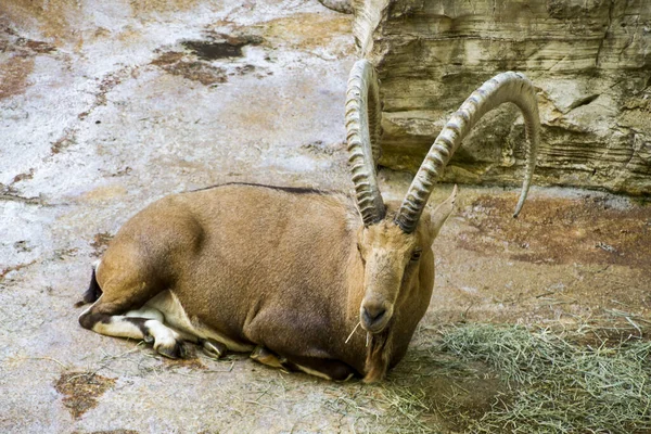 Capricorn Wild Animal Goat Horns — Stock Photo, Image