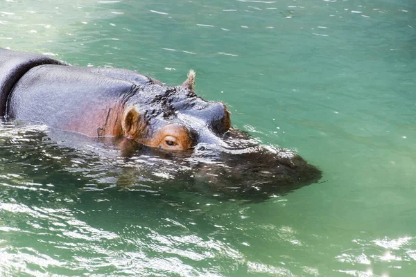 Hippopotame Hippopotame Faune Naturelle — Photo