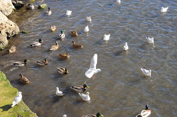 Ставок Води Птахів Качки Дикої Природи Природи Фауни — стокове фото