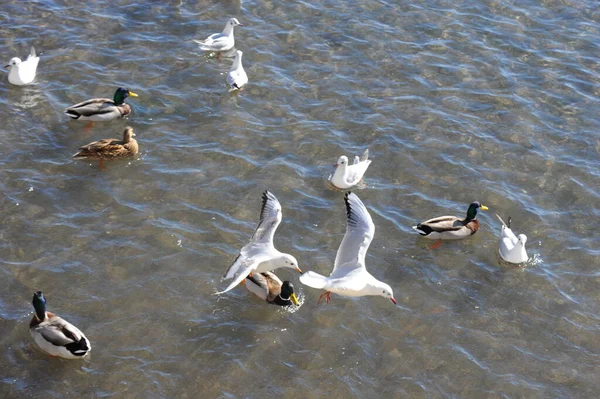 Acqua Stagno Uccelli Anatra Fauna Selvatica Natura Fauna — Foto Stock