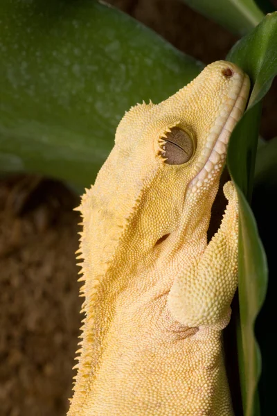 Lagarto Reptil Geco Animal Tropical — Foto de Stock