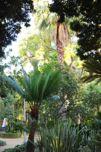 Tropisk Trädgård Med Palmer Och Solljus — Stockfoto