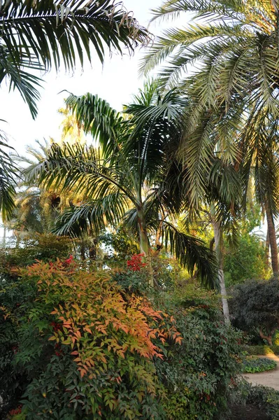 Palm Trees Park — Stock Photo, Image