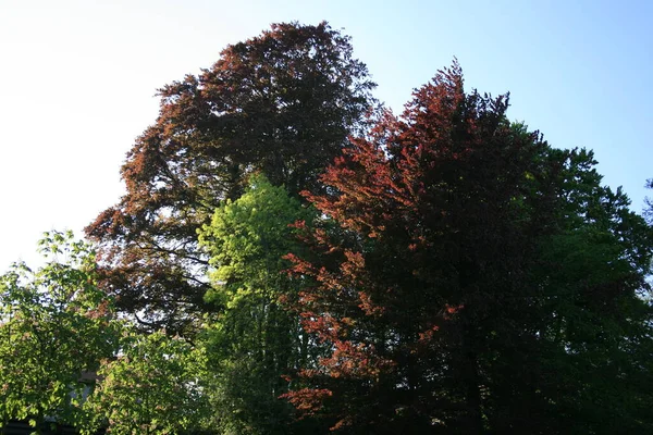 Piękne Przebarwione Drzewa Liściaste Wiosną — Zdjęcie stockowe