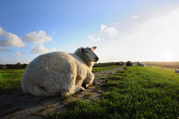 Schapen Het Veld — Stockfoto