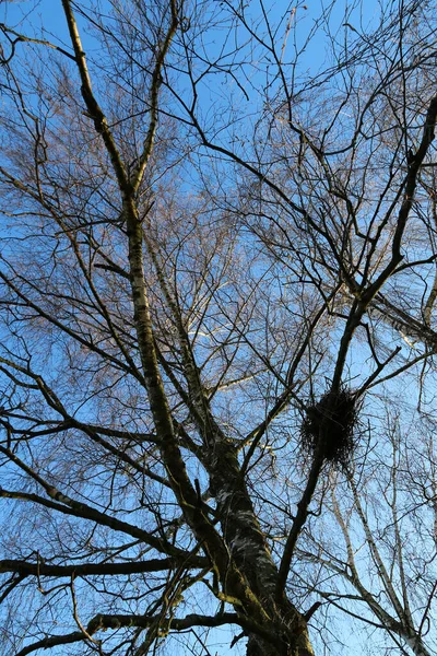 Albero Nel Cielo — Foto Stock