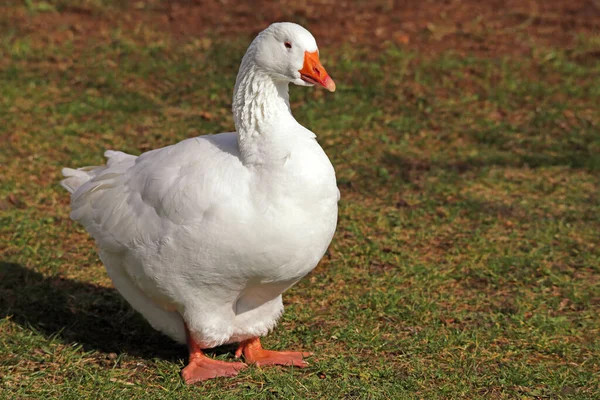 大自然における鳥類の景観 — ストック写真