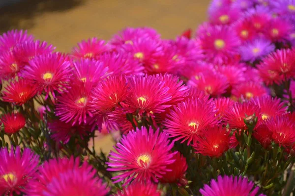 Italia Italia Sicilia Flores Del Mediodía Floreciendo — Foto de Stock