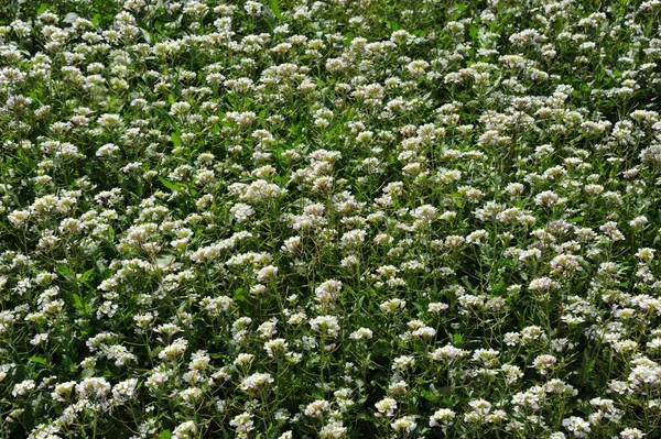 Plantas Silvestres Flora Verde Crescente Com Flores Brancas — Fotografia de Stock