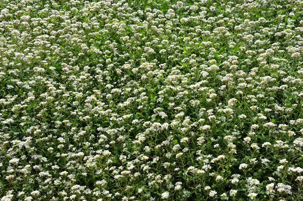 Plantas Silvestres Crecimiento Flora Verde Con Flores Blancas — Foto de Stock