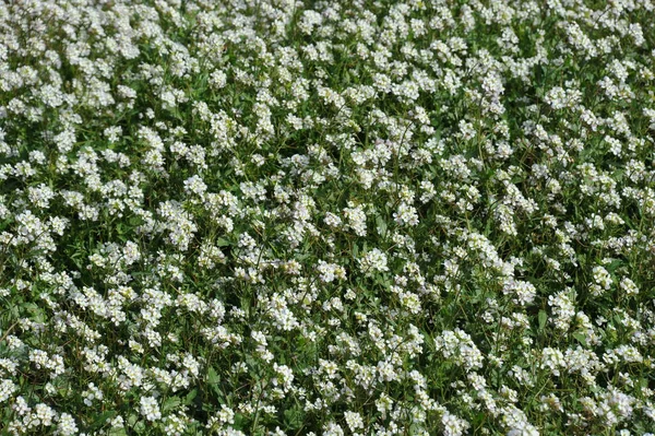 Wild Plants Growing Green Flora White Flowers — Stock Photo, Image