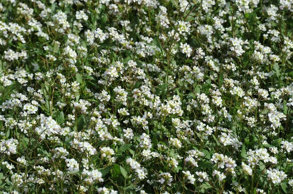 Piante Selvatiche Flora Verde Crescente Con Fiori Bianchi — Foto Stock