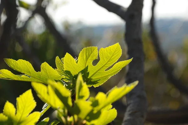 fig leaves, tree foliage, green flora