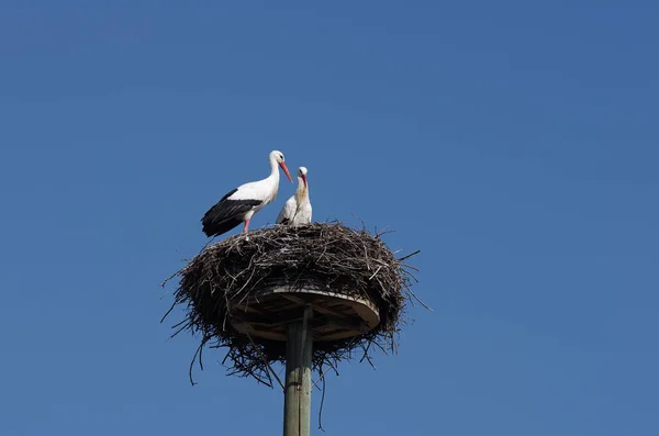 Bílý Čáp Pár Páření Předehra — Stock fotografie